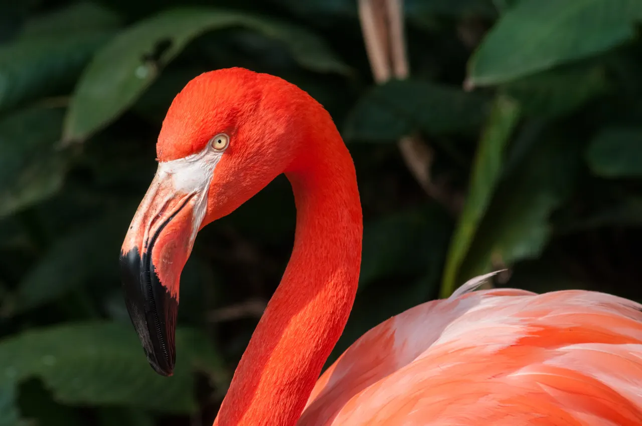 Flamingo no Zoológico de São Paulo