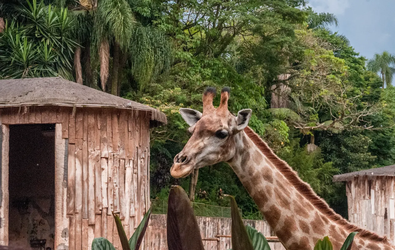 Girafa no Zoológico de São Paulo