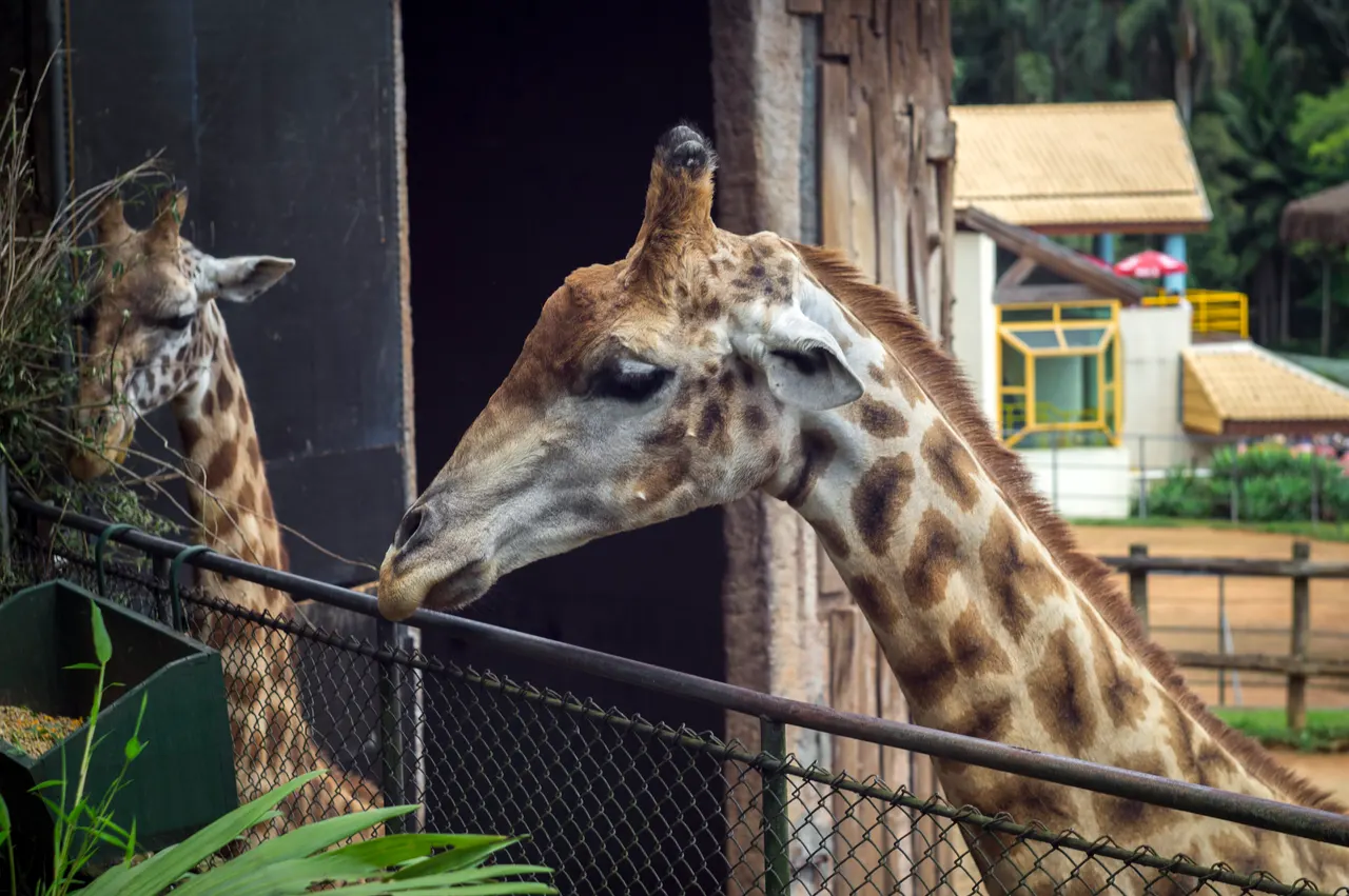 Girafas no Zoológico de São Paulo