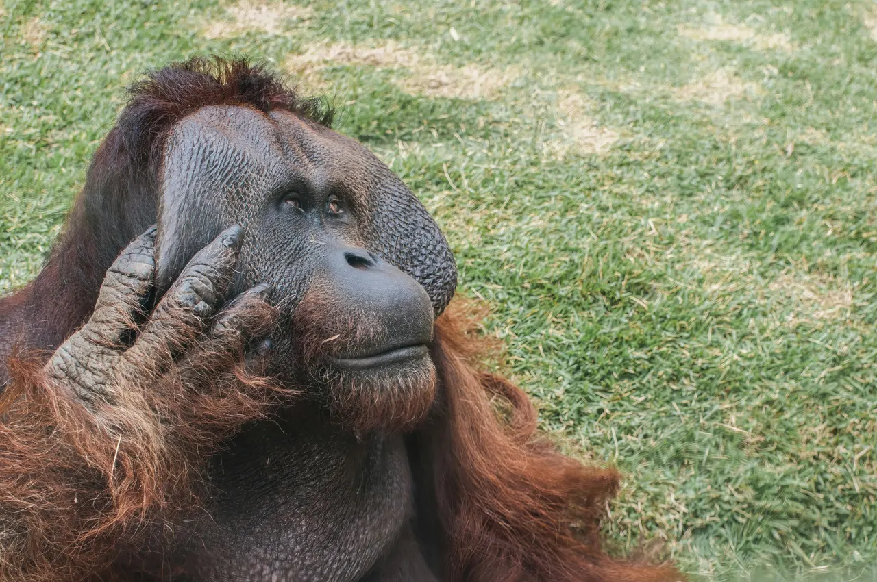 Orangotango no Zoológico de São Paulo